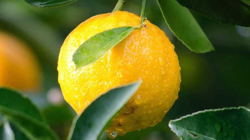 生物制品质量控制参数揭秘：关键指标与检测方法**